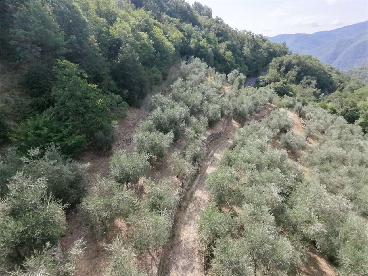 Foto annuncio 31
