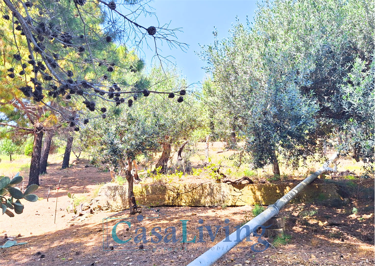 Foto annuncio 10