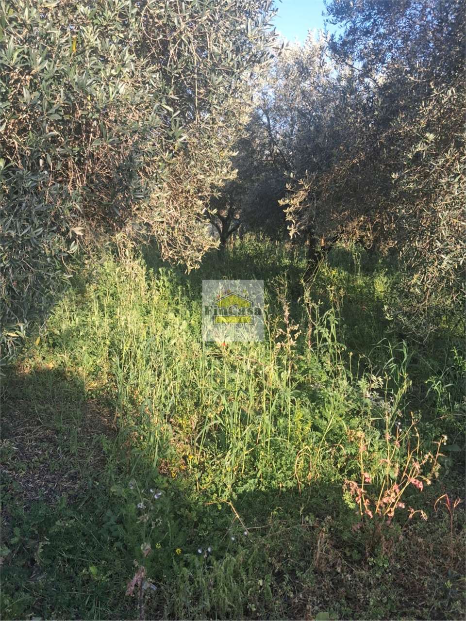 Foto annuncio 4