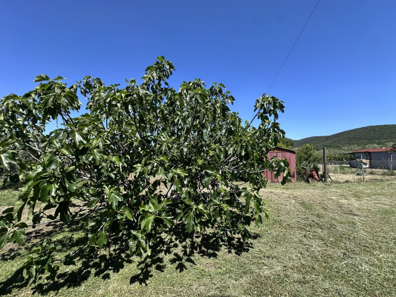 Foto annuncio 10