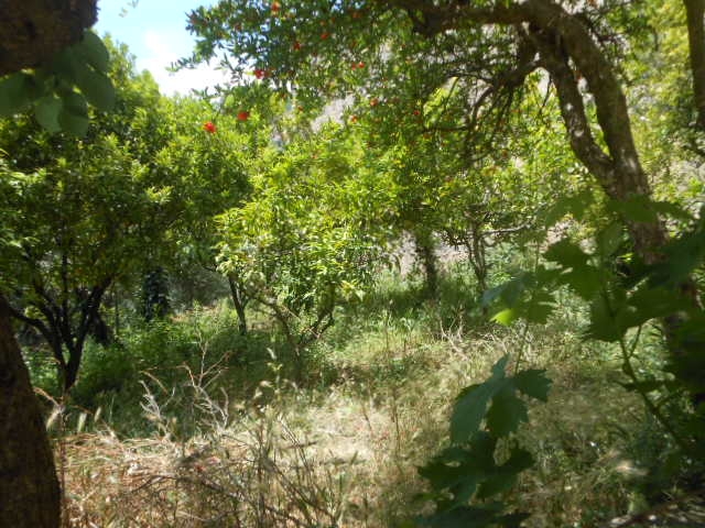Foto annuncio 19