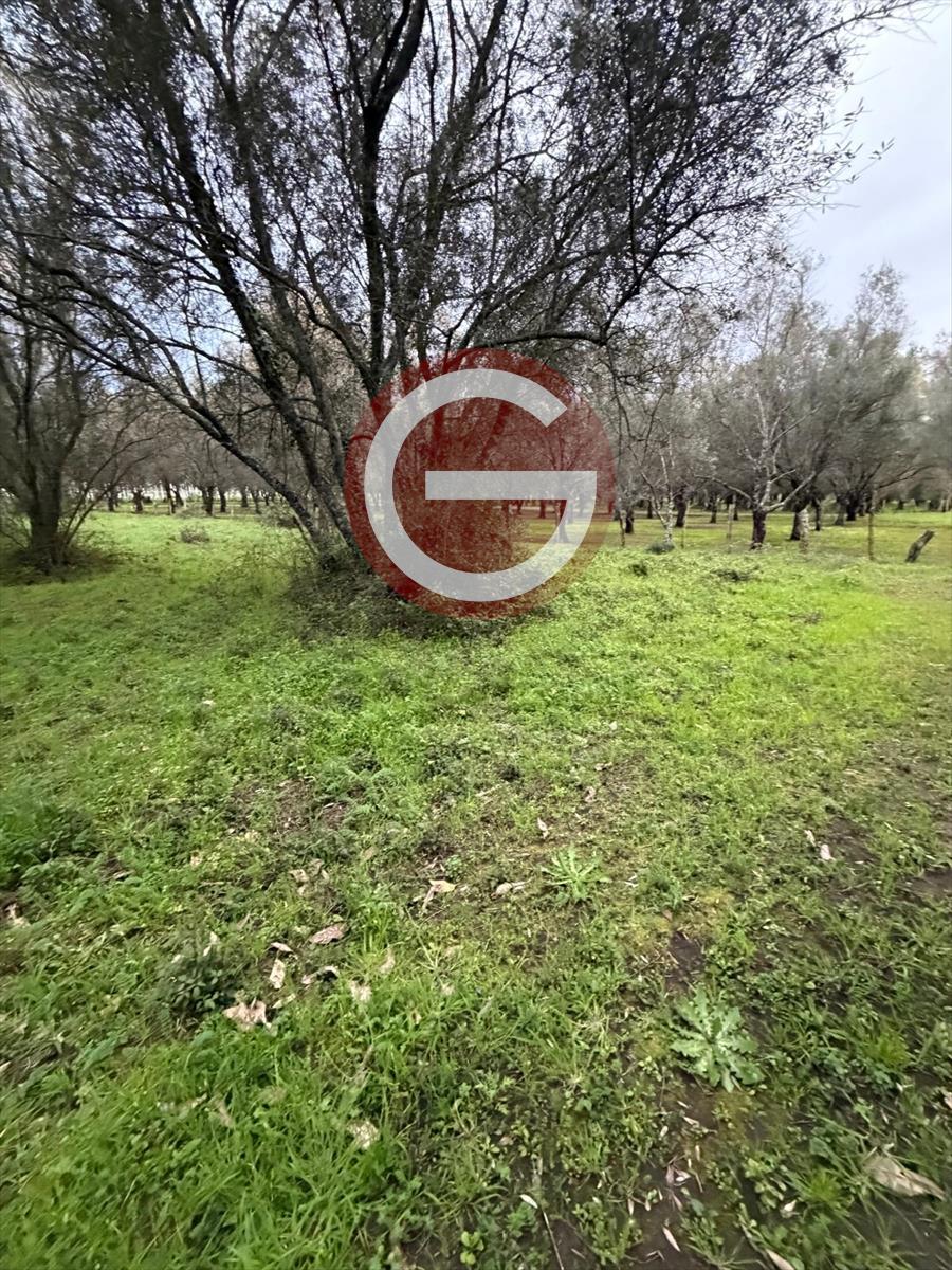 Foto annuncio 5