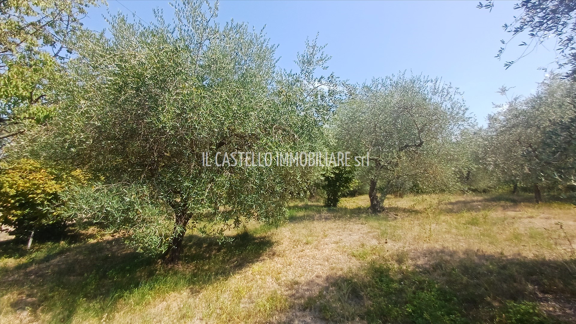 Foto annuncio 6