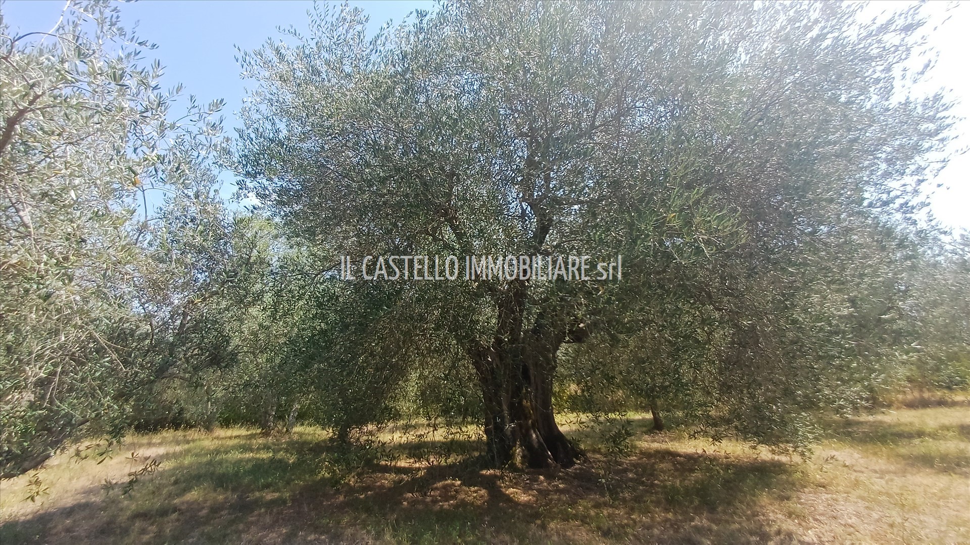 Foto annuncio 7