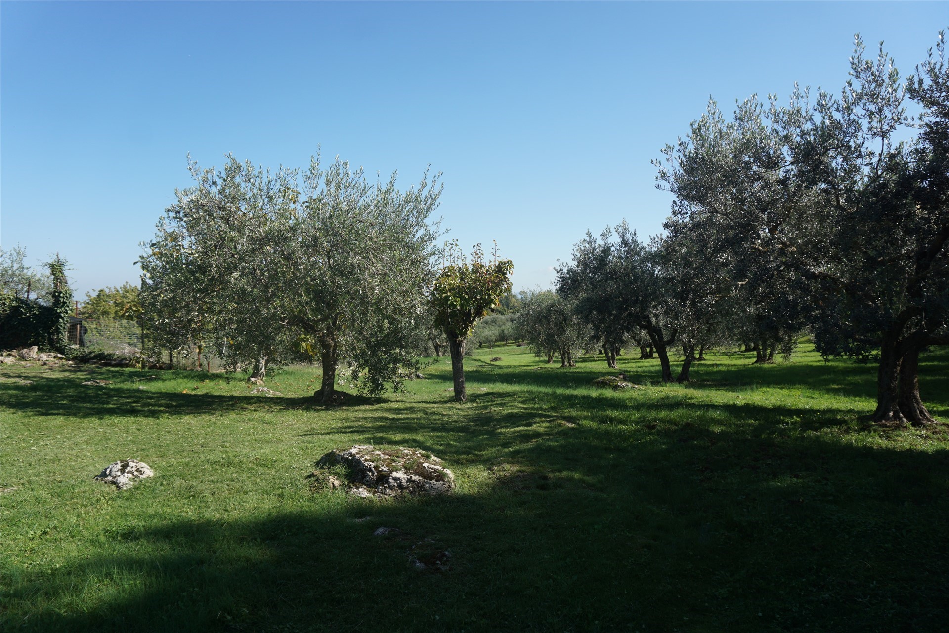 Foto annuncio 4