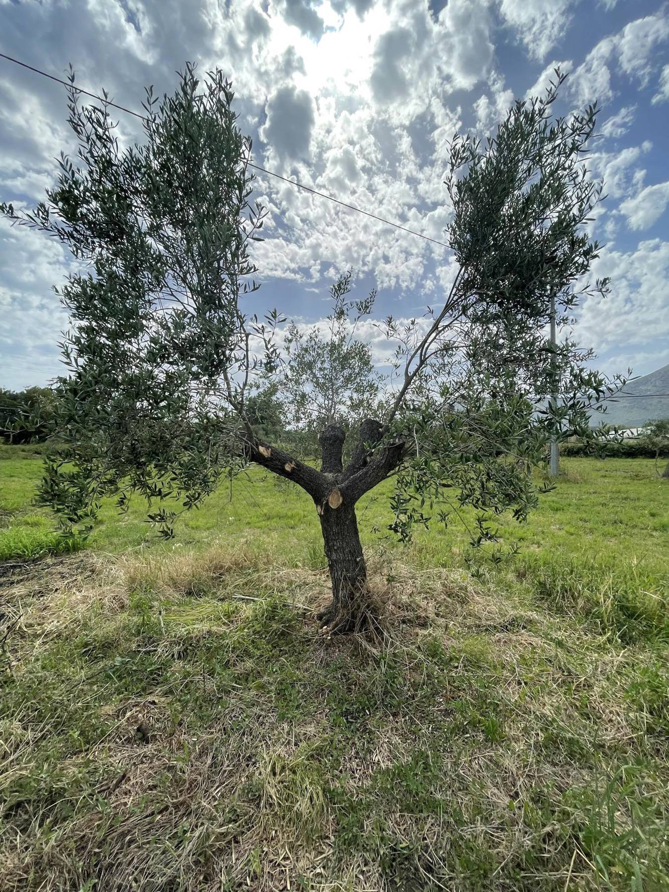 Foto annuncio 30